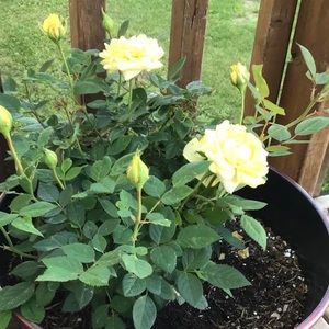 Meet your Posher, Melanie